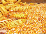  Quality Grade A Yellow Corn _ White Corn_Maize for Human _ Animal Feed